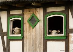 Wann kommt den der Wolf?