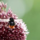 Wann kommt denn endlich der Frühling?