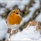 Wann kommt der Frühling?