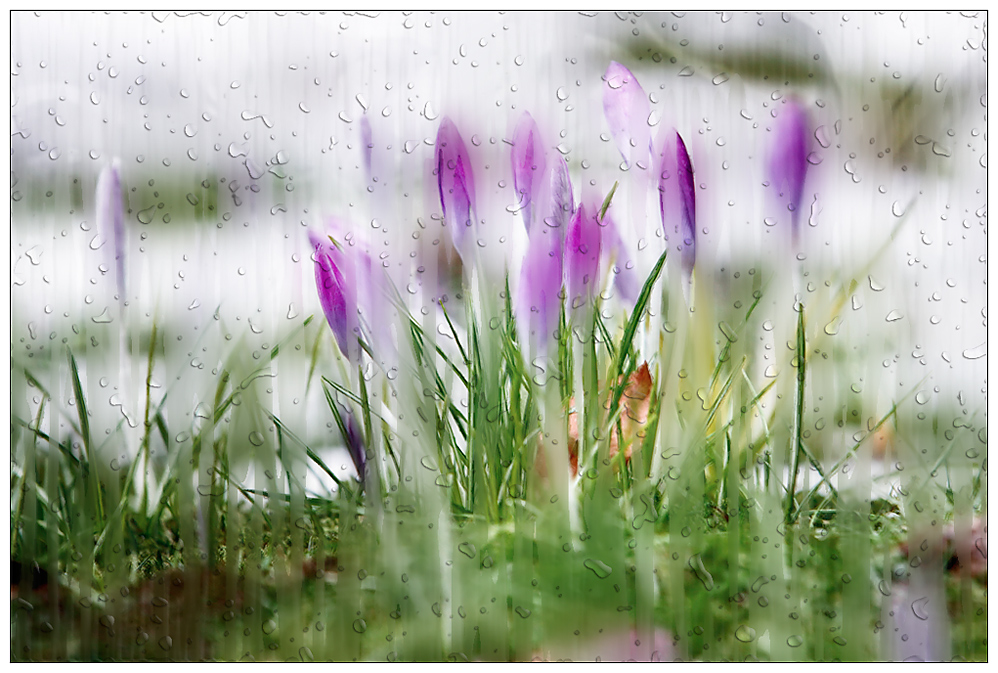 wann kommt der Frühling....