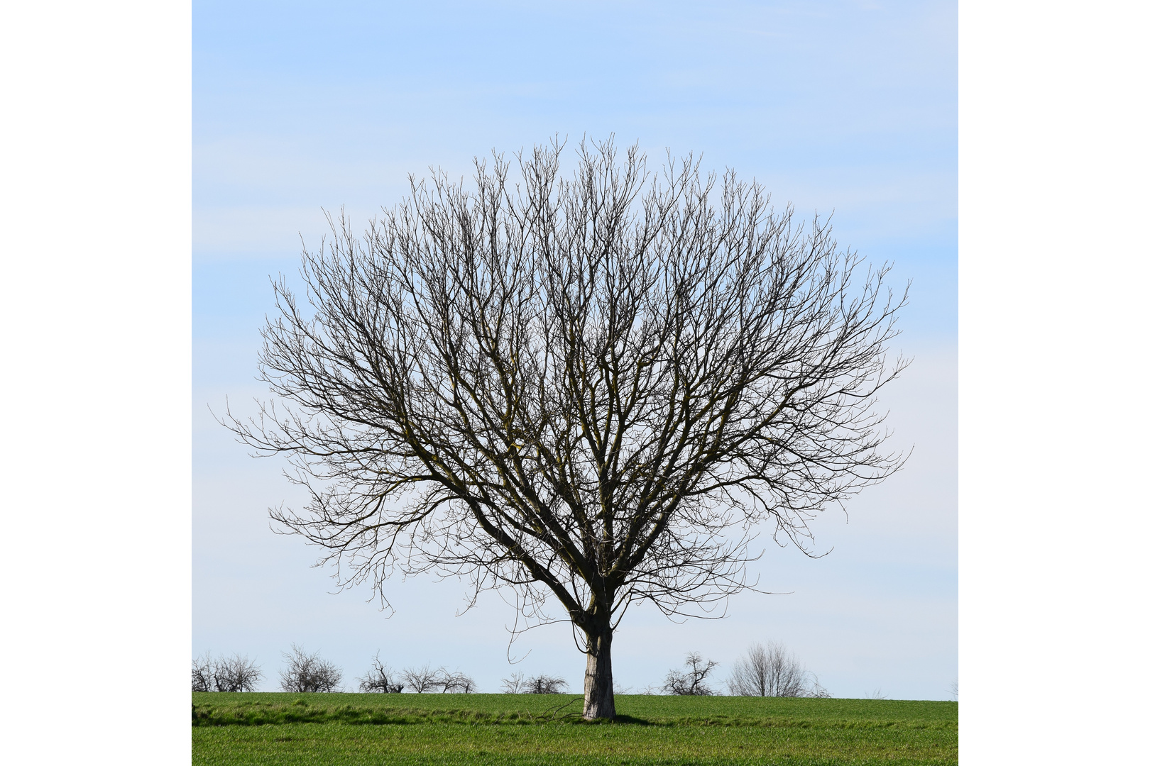 Wann kommt der Frühling?