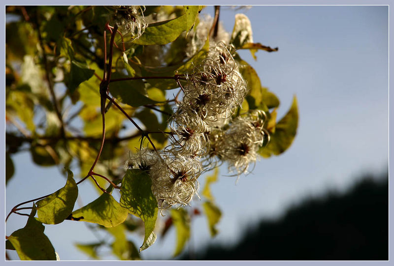 wann kommt der Frühling.....