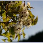 wann kommt der Frühling.....