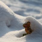 Wann kommt der Frühling?