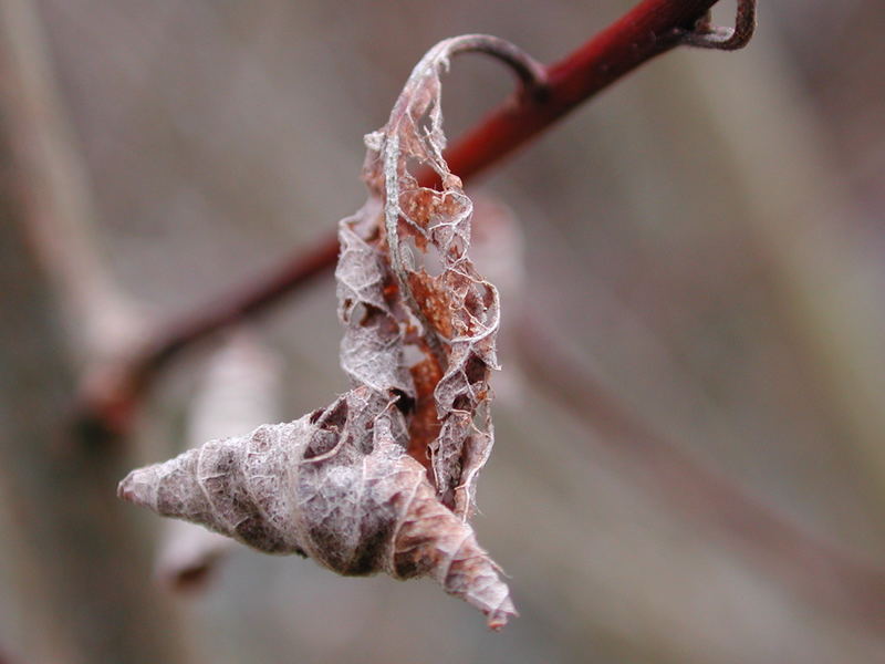 Wann kommt der Frühling?