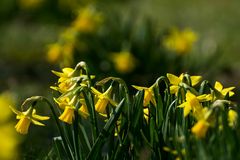 Wann kommt der Frühling?