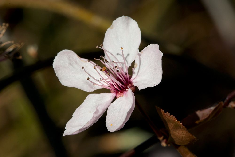 Wann kommt der Frühling....