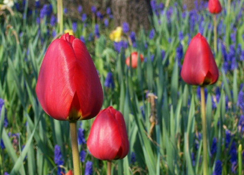 Wann kommt der Frühling?