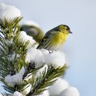 Wann kommt der Frühling