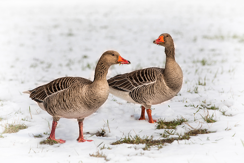 Wann kommt der Frühling?