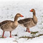 Wann kommt der Frühling?