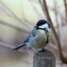 Wann kommt der Frühling endlich nach Deutschland 