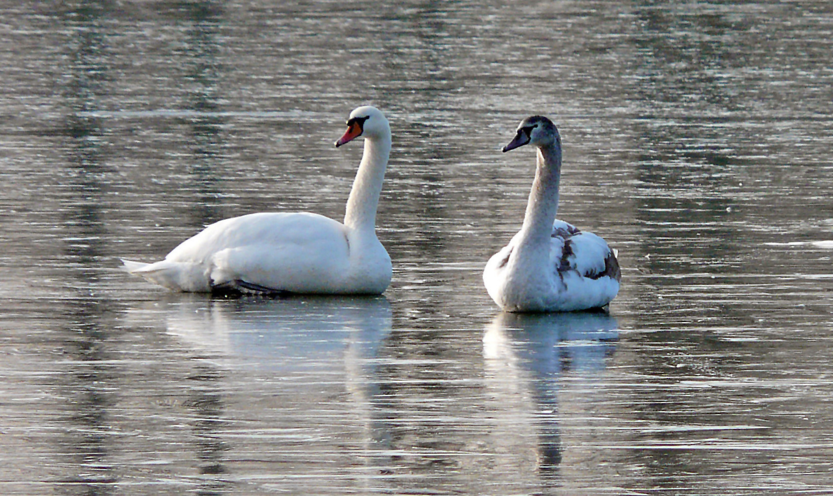 Wann kommt der nächste Schwan?