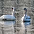 Wann kommt der nächste Schwan?