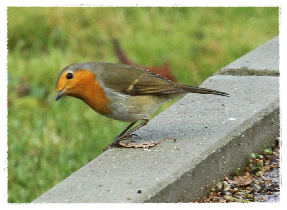 " Wann kommt der Nikolaus ?" Foto & Bild | natur, vogel ...