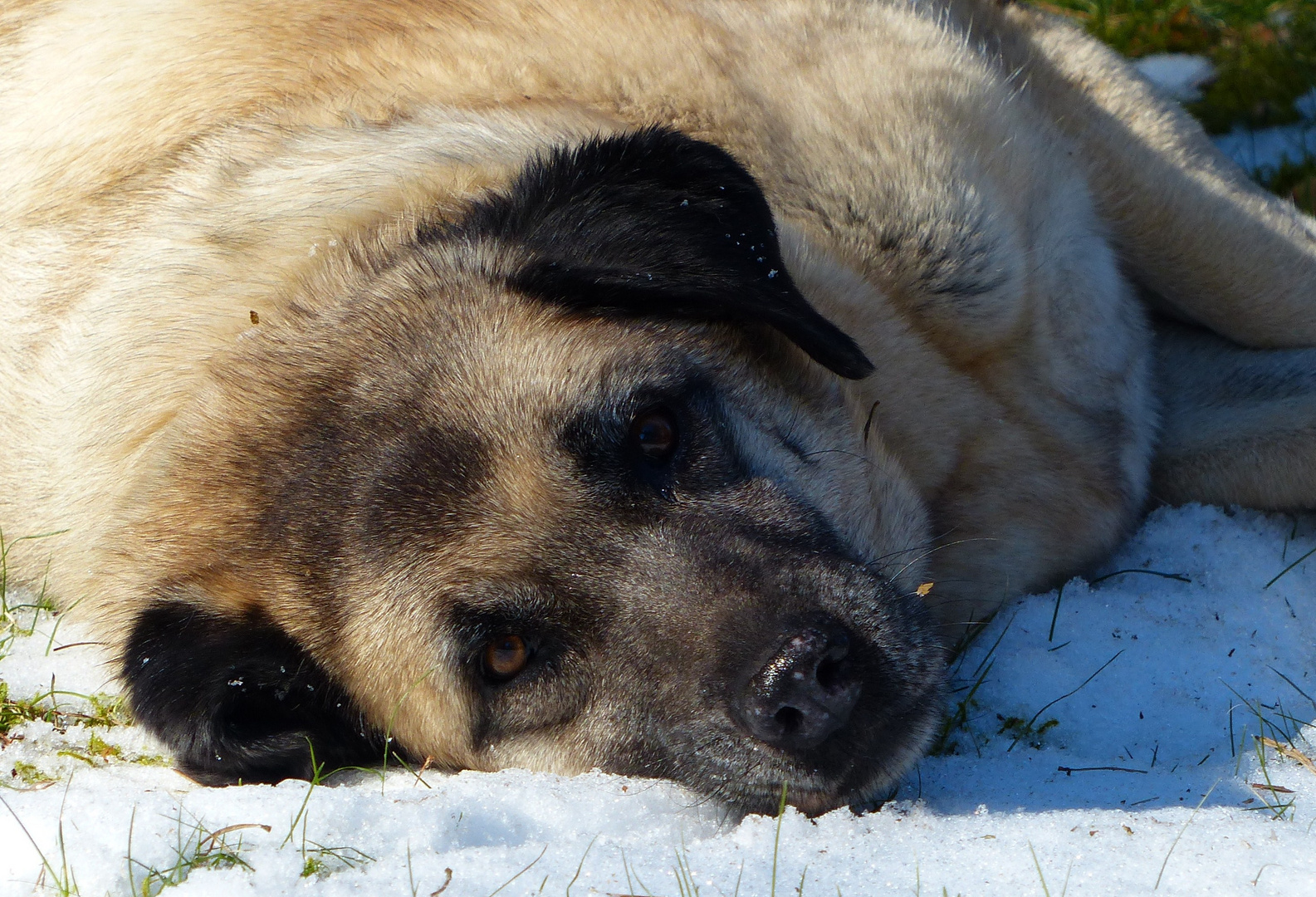 Wann kommt der Schnee?