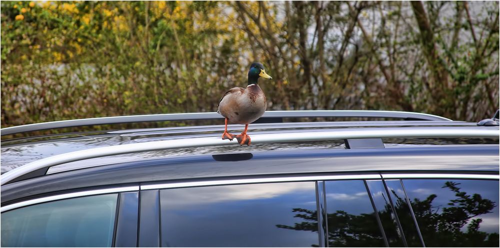 wann kommt endlich der Fahrer?