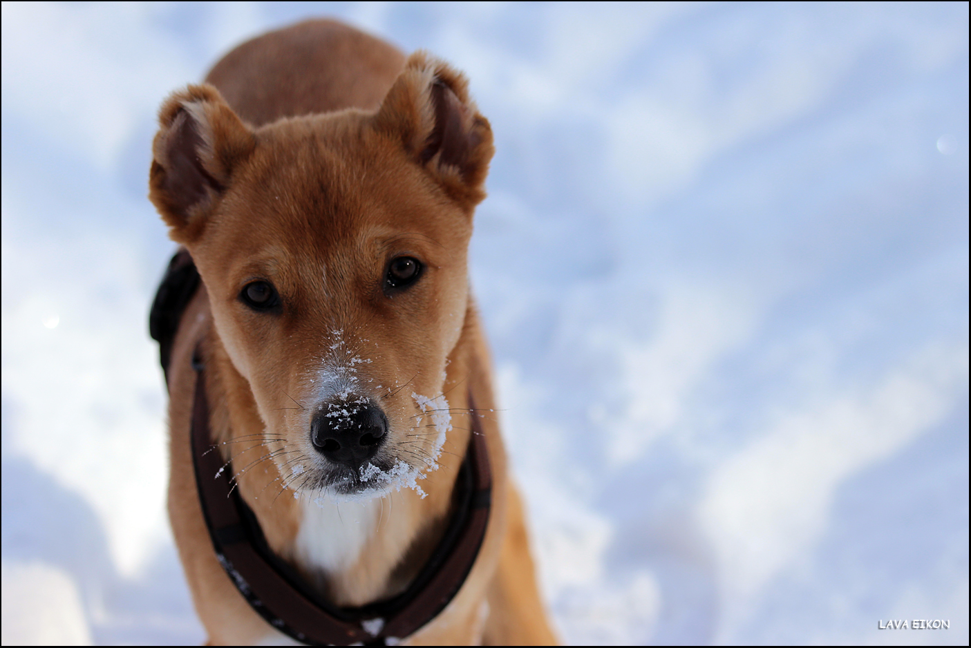 Wann kommt er wieder, der Schnee, ...