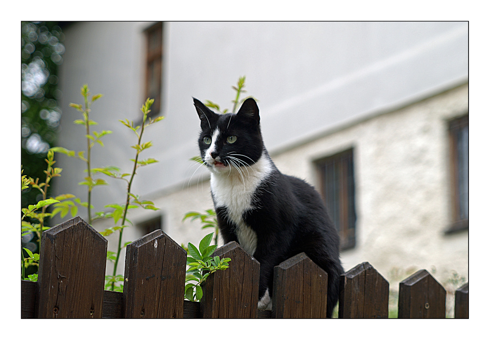 wann kommt Herrchen?