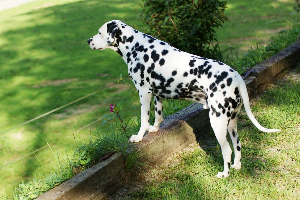 Wann kommt Herrchen ???