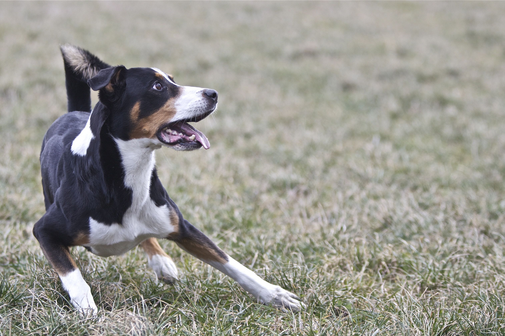 Wann kommt jetzt der Frisbee?