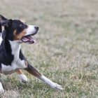 Wann kommt jetzt der Frisbee?