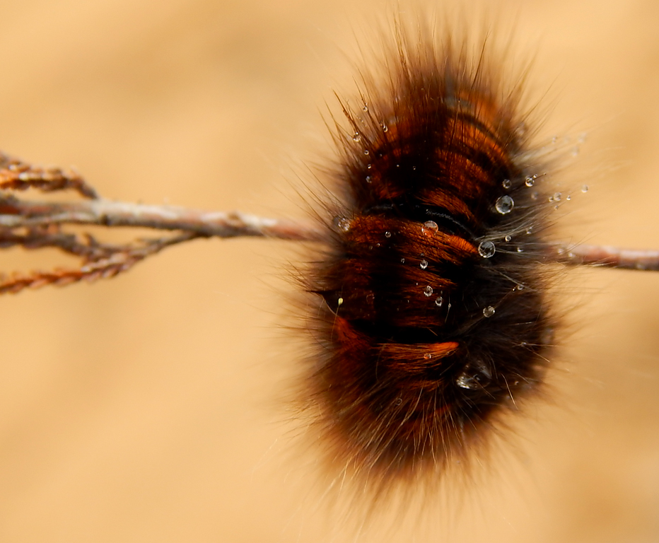 Wann werde ich ein Schmetterling....