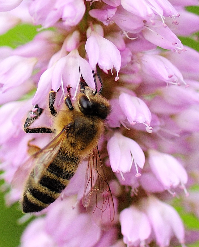 Wann wird es endlich Frühling? Foto & Bild | tiere, makro ...
