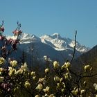 Wann wird es endlich Frühling in Deutschland?