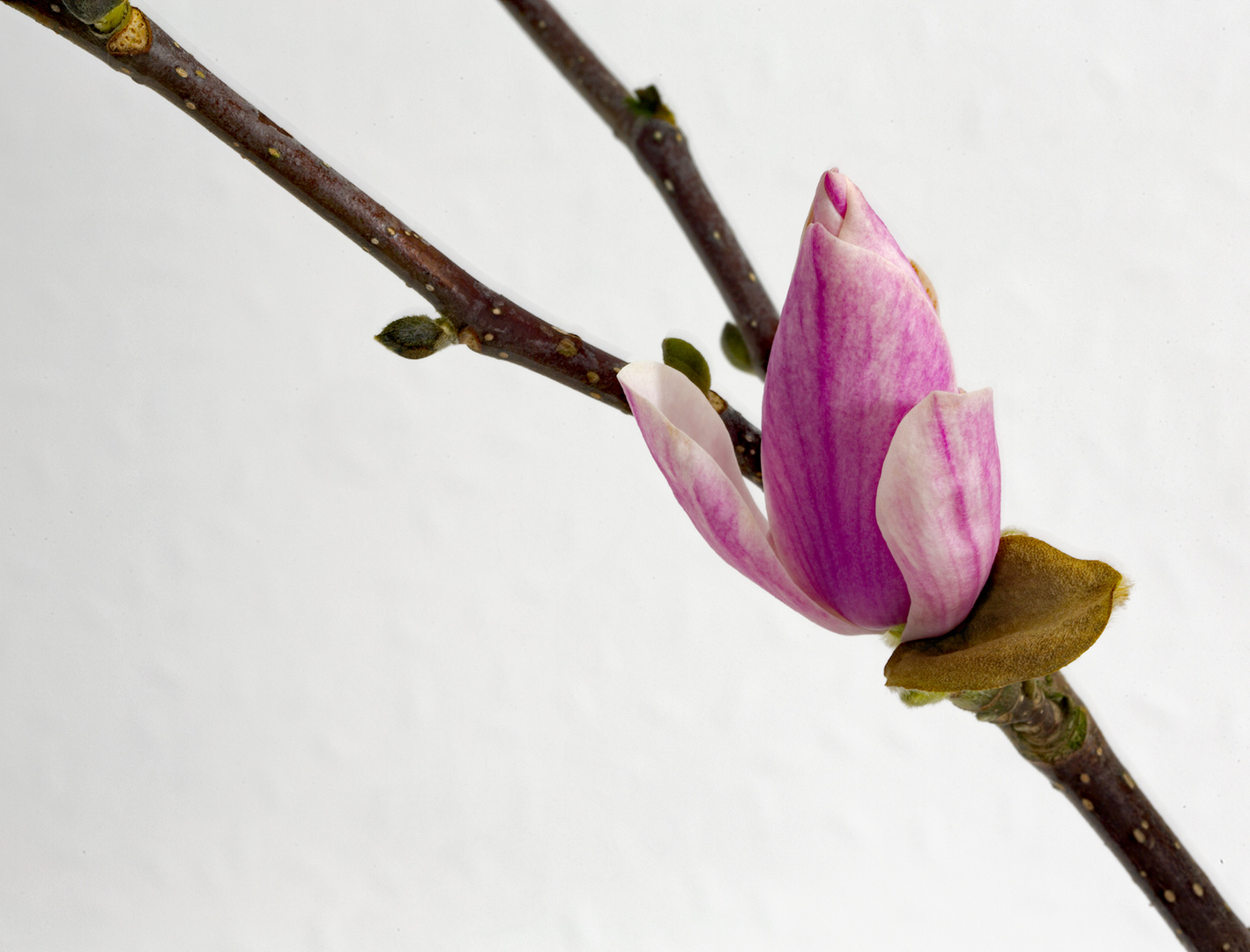 wann wird es endlich richtig Frühling