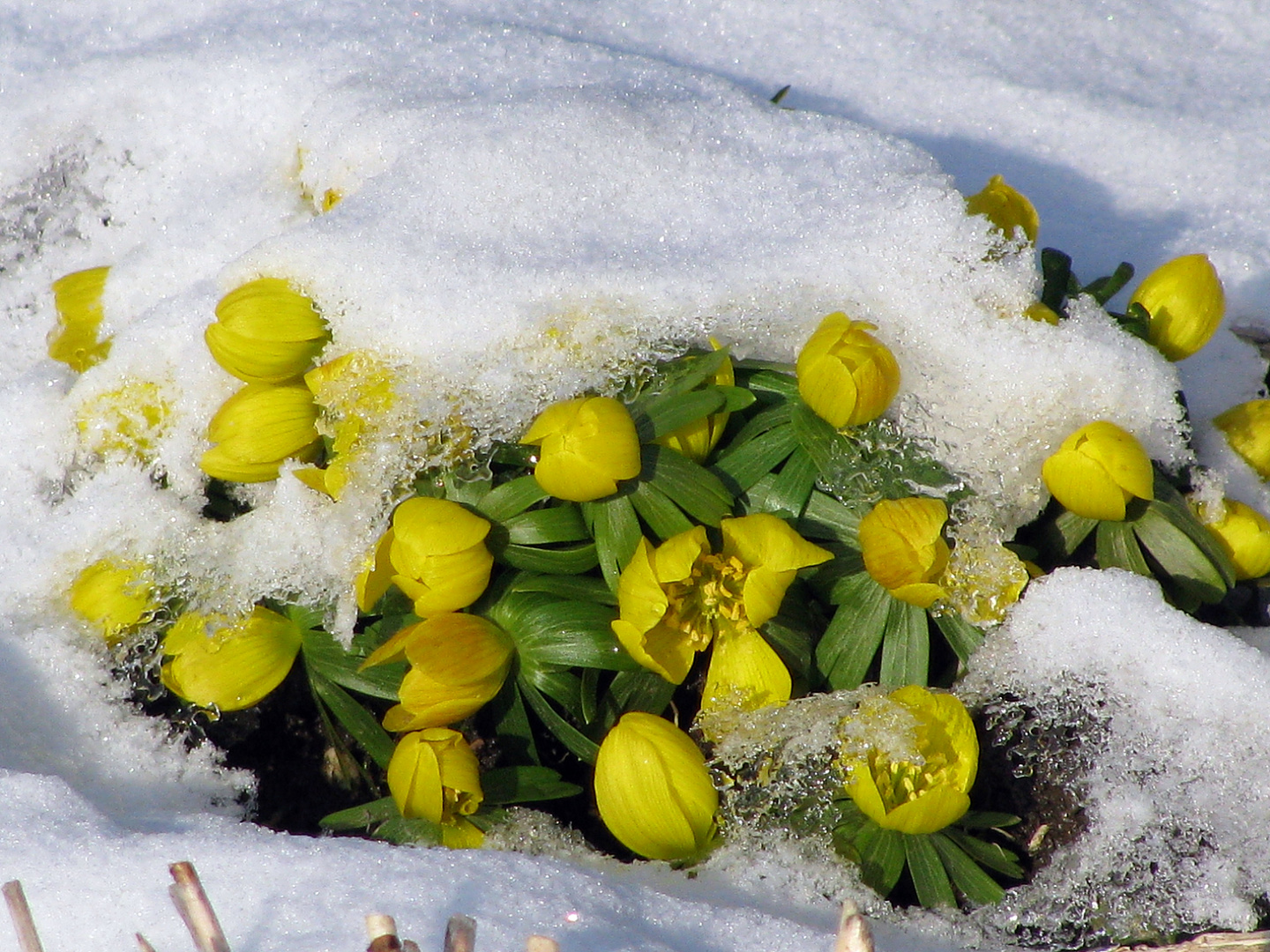 Wann wird es endlich richtig Frühling