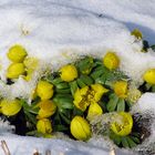 Wann wird es endlich richtig Frühling