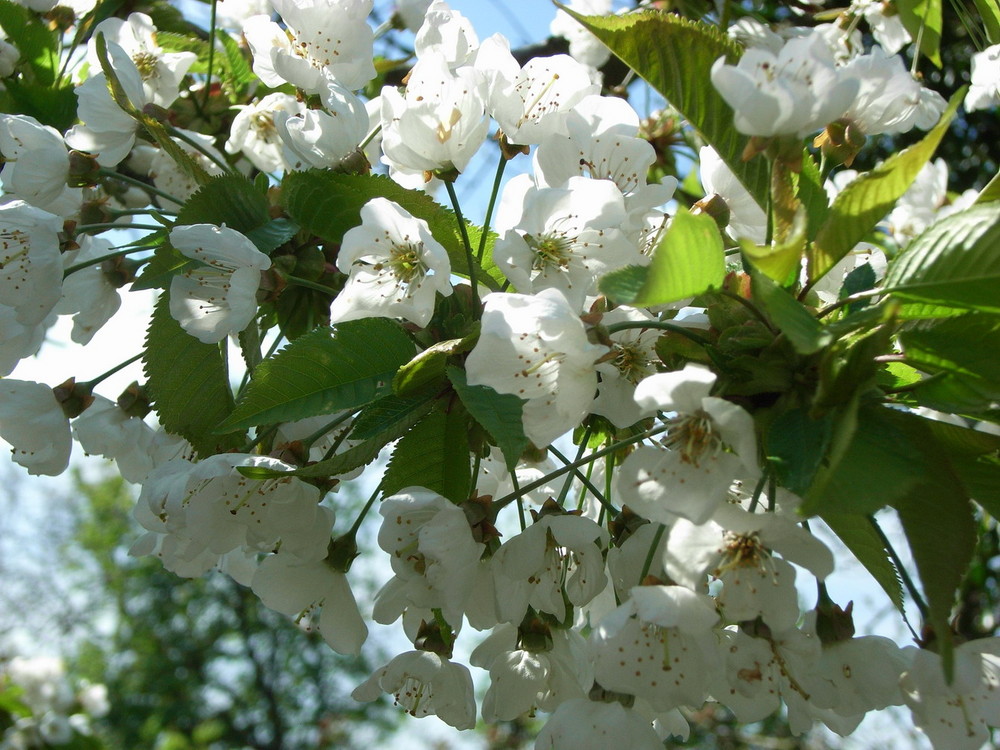 Wann wird es endlich wieder Frühling ?