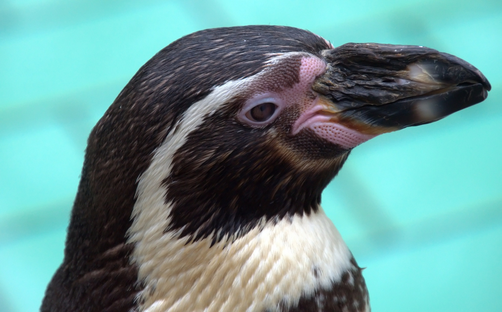 Wann Wird Es Endlich Wieder Kalter Foto Bild Tiere Zoo