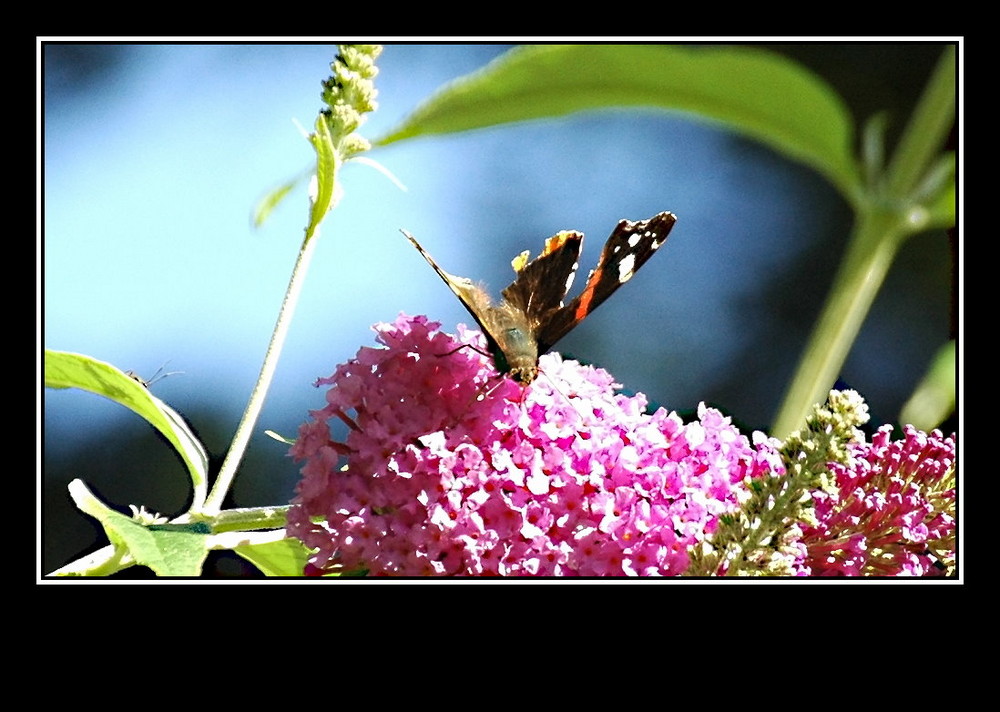 Wann Wird Es Endlich Wieder Sommer Foto Bild Tiere