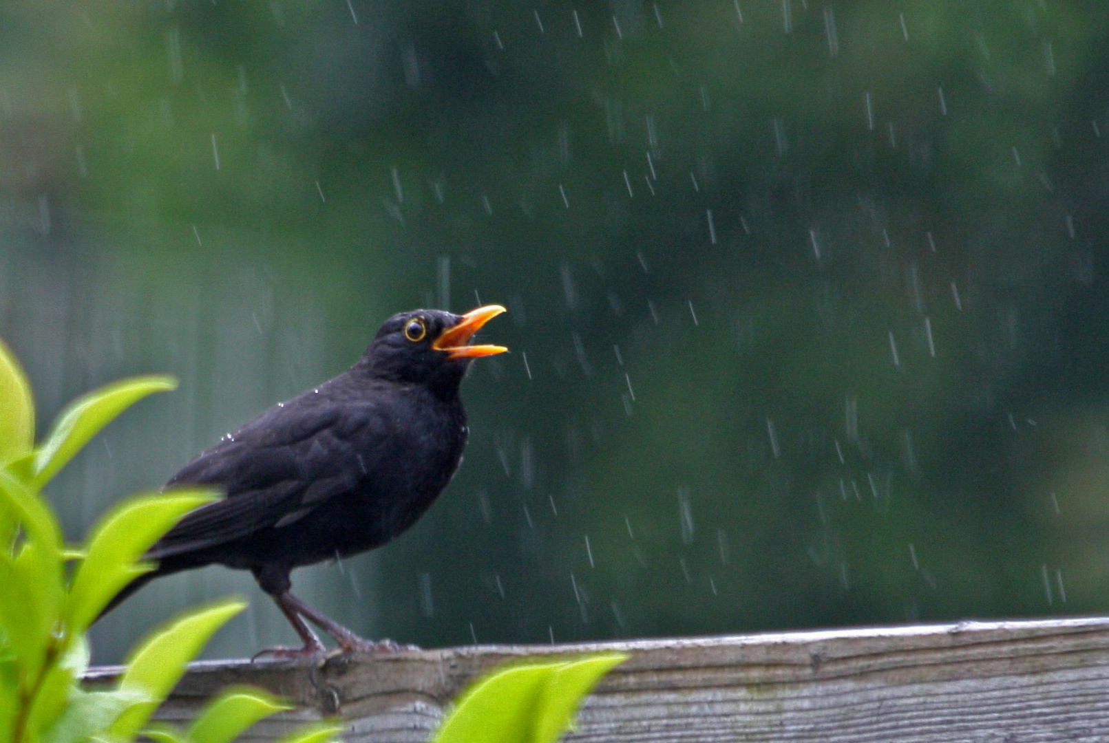 Wann wird es endlich wieder Sommer?