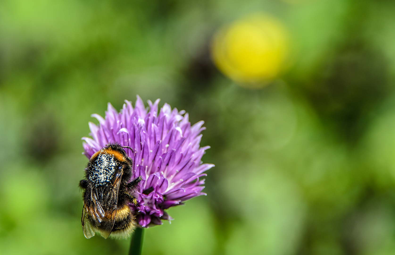 Wann Wird Es Endlich Wieder Sommer Foto Bild Nah Makro