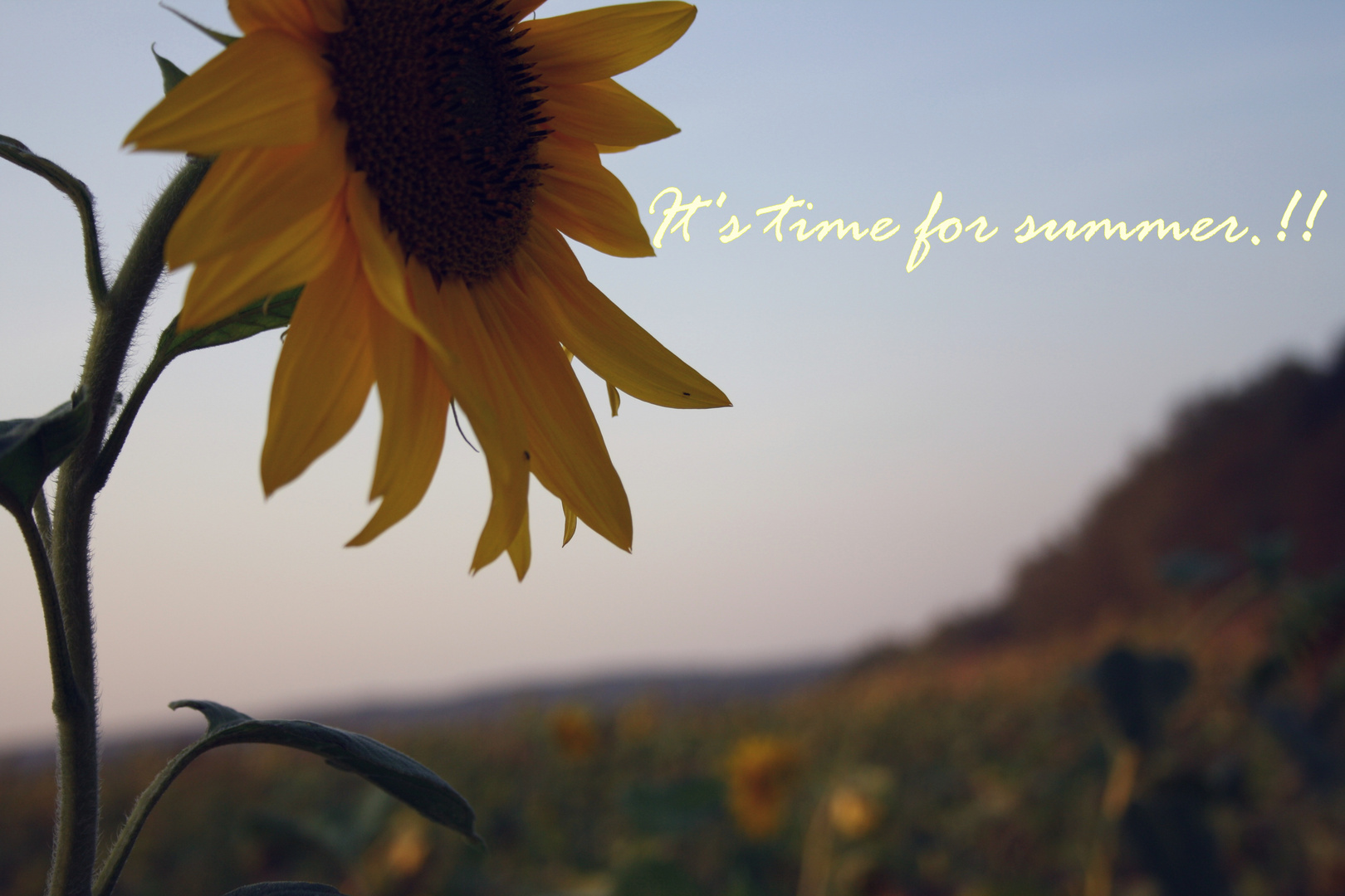 Wann Wird Es Endlich Wieder Sommer Foto Bild Pflanzen Pilze
