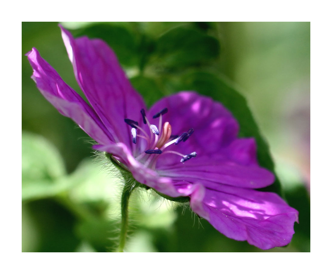 Wann Wird Es Endlich Wieder Sommer Foto Bild Sommer Natur