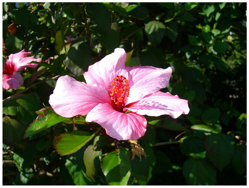 Wann Wird Es Endlich Wieder Sommer Foto Bild Pflanzen Pilze