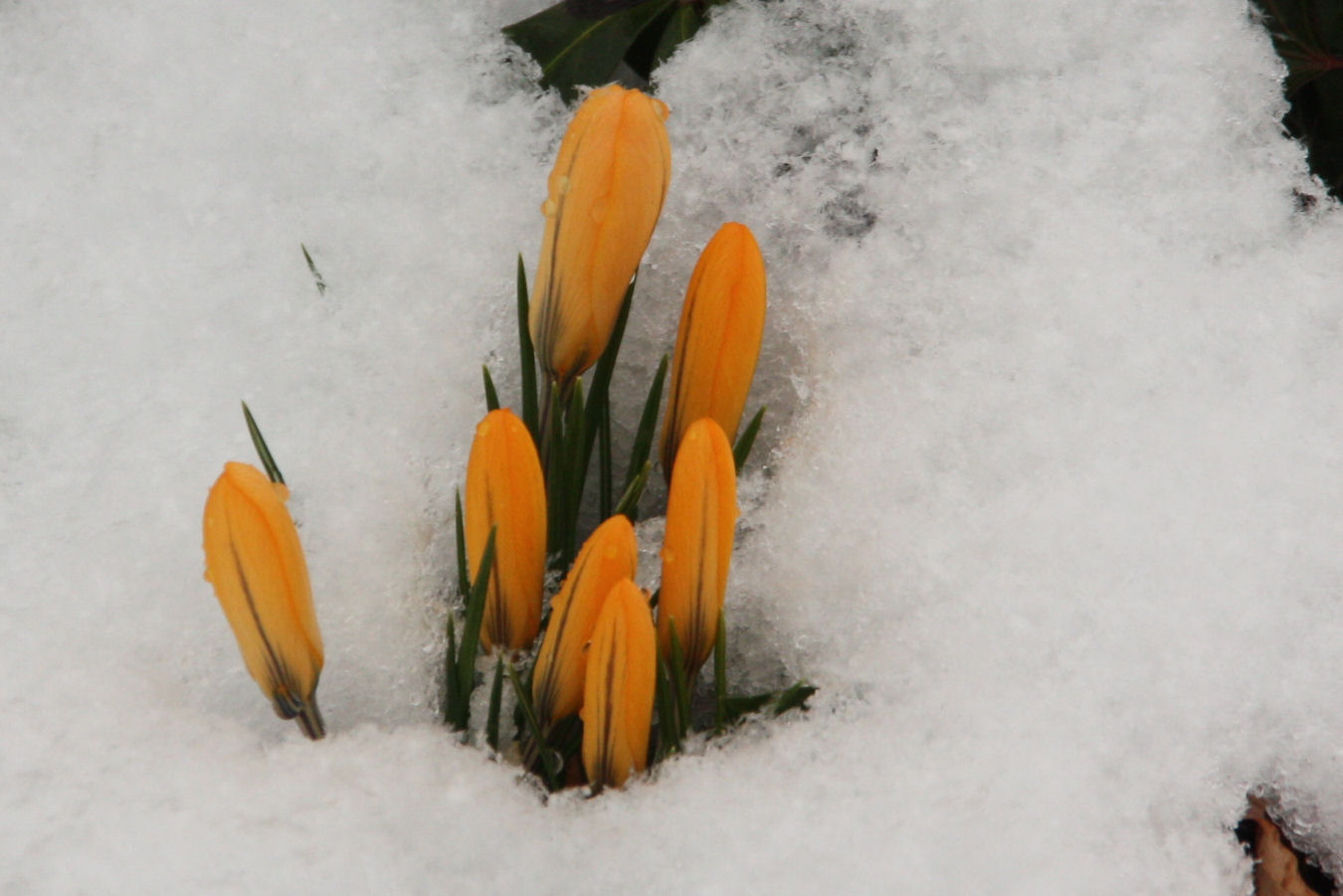 Wann wird es mal riechtig Frühling Hä?