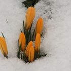 Wann wird es mal riechtig Frühling Hä?