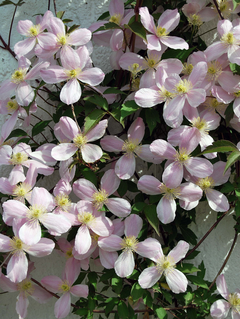 Wann Wird Es Wieder Einmal Sommer Foto Bild Pflanzen Pilze