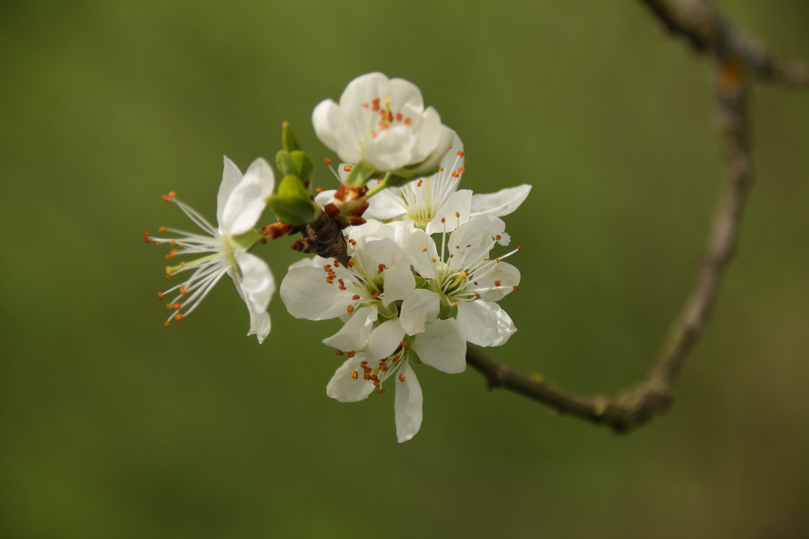 Wann wird es wieder entlich Frühling