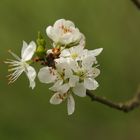 Wann wird es wieder entlich Frühling