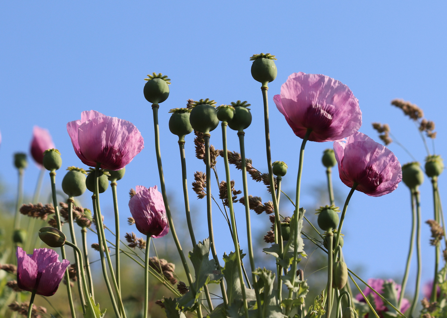 wann wird es wieder Sommer?