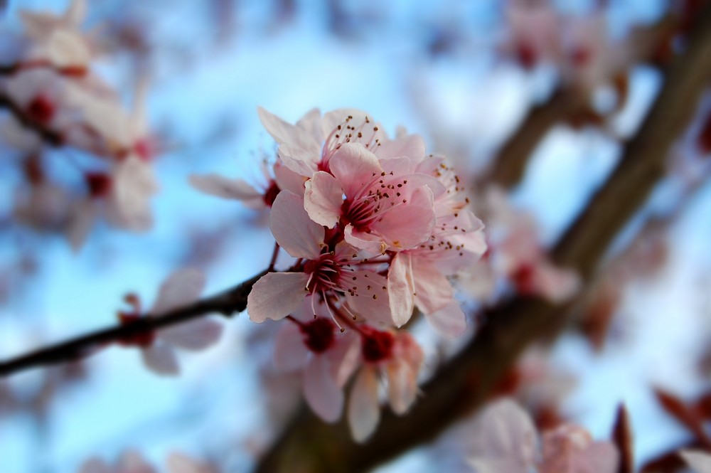 Wann wirds endlich Frühling ???