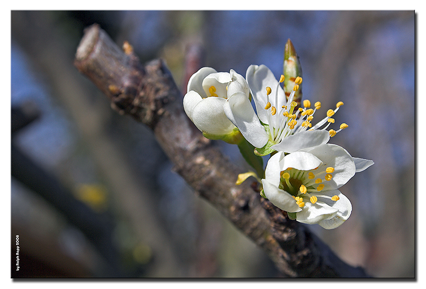 ...wann wird's endlich Frühling ?