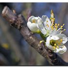 ...wann wird's endlich Frühling ?