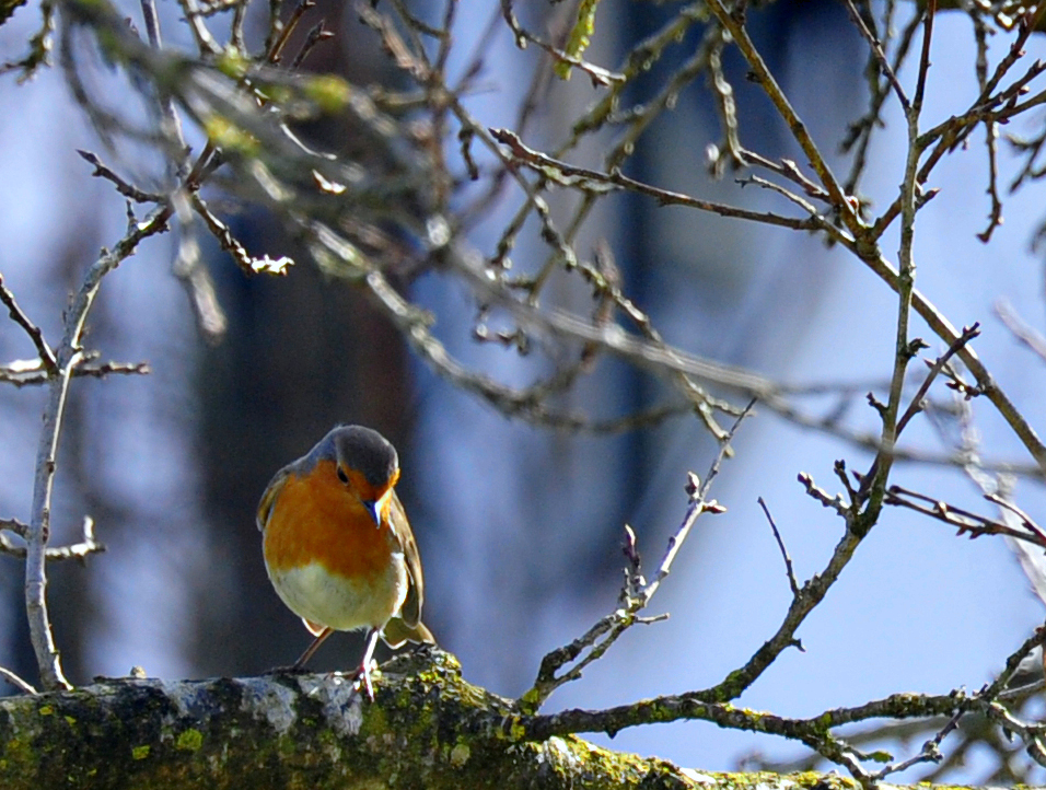 wann wird´s endlich frühling